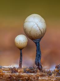 Attēlu rezultāti vaicājumam “Cribraria intricata young”