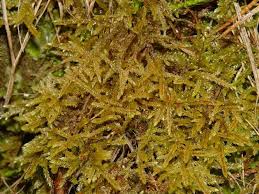 Attēlu rezultāti vaicājumam “Pleurozium schreberi sporophyte”