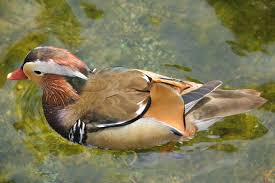 Attēlu rezultāti vaicājumam “Aix galericulata male”