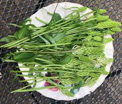 Attēlu rezultāti vaicājumam “Phyteuma spicatum fruit”