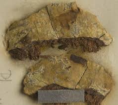 Attēlu rezultāti vaicājumam “Phaeographis dendritica”