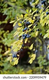 Attēlu rezultāti vaicājumam “Prunus domestica subsp. insitita”