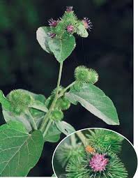 Attēlu rezultāti vaicājumam “Arctium lappa”