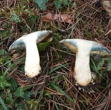 Attēlu rezultāti vaicājumam “Suillus variegatus”