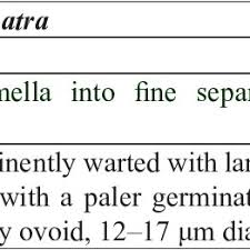 Attēlu rezultāti vaicājumam “Amaurochaete sp.”