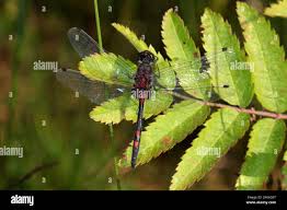 Attēlu rezultāti vaicājumam “Leucorrhinia dubia male”
