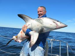 Image result for Lamna nasus