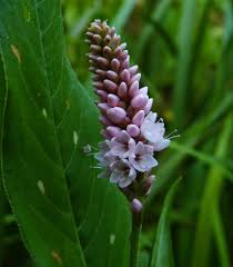 Attēlu rezultāti vaicājumam “Polygonum amphibium flower”
