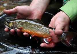 Image result for Salvelinus faroensis