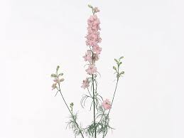 Attēlu rezultāti vaicājumam “Consolida regalis flower”