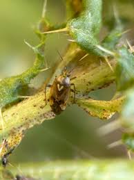 Attēlu rezultāti vaicājumam “Lygus pratensis imago”