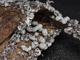 Attēlu rezultāti vaicājumam “Badhamia capsulifera sessile”