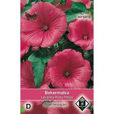 Image result for Lavatera trimestris