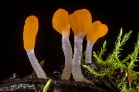 Attēlu rezultāti vaicājumam “Mitrula paludosa”