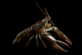 Image result for Homarus americanus