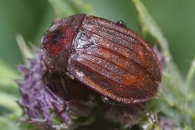 Attēlu rezultāti vaicājumam “Phosphuga atrata”