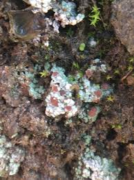 Attēlu rezultāti vaicājumam “Trapelia coarctata”