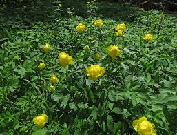 Attēlu rezultāti vaicājumam “xComagaria rosea”