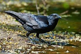 Attēlu rezultāti vaicājumam “Corvidae”