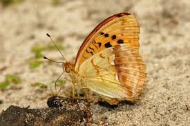 Attēlu rezultāti vaicājumam “Argynnis laodice female”
