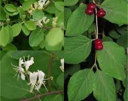 Attēlu rezultāti vaicājumam “Lonicera xylosteum fruit”
