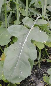 Attēlu rezultāti vaicājumam “Brassica napus”