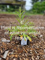 Attēlu rezultāti vaicājumam “Epilobium angustifolium bud”