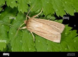 Attēlu rezultāti vaicājumam “Mythimna impura”