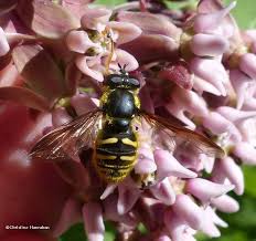 Attēlu rezultāti vaicājumam “Sericomyia sp.”