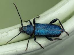 Attēlu rezultāti vaicājumam “Callidium violaceum”