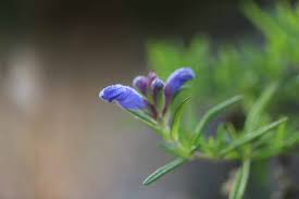 Attēlu rezultāti vaicājumam “Dracocephalum ruyschiana fruit”