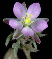 Attēlu rezultāti vaicājumam “Spergularia rubra leaf”