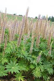 Image result for Lupinus polyphyllus Lindl.