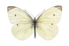 Attēlu rezultāti vaicājumam “Pieris rapae”