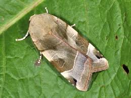 Attēlu rezultāti vaicājumam “Noctua fimbriata”