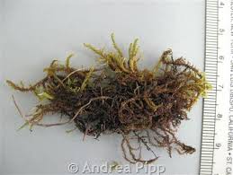 Attēlu rezultāti vaicājumam “Hamatocaulis vernicosus”