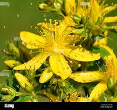 Image result for Johanniskraut