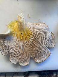 Attēlu rezultāti vaicājumam “Craterium leucocephalum stalked”