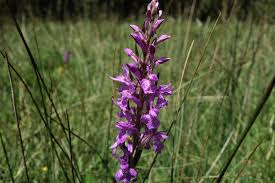 Attēlu rezultāti vaicājumam “Dactylorhiza cruenta leaf”