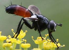 Attēlu rezultāti vaicājumam “Cylindromyia sp.”