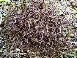 Attēlu rezultāti vaicājumam “Cetraria aculeata”