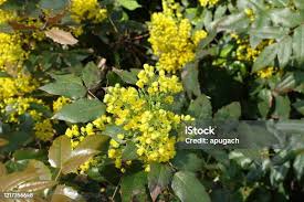 Attēlu rezultāti vaicājumam “Mahonia aquifolium bud”