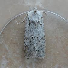 Attēlu rezultāti vaicājumam “Semioscopis avellanella imago”