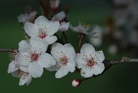 Attēlu rezultāti vaicājumam “Prunus cerasifera var. divaricata flower”