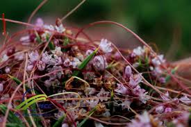 Attēlu rezultāti vaicājumam “Cuscuta epithymum subsp. trifolii flower”
