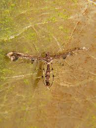 Attēlu rezultāti vaicājumam “Platyptilia sp.”