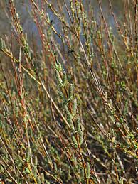 Attēlu rezultāti vaicājumam “Salix x doniana”