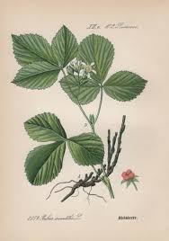 Attēlu rezultāti vaicājumam “Rubus saxatilis”