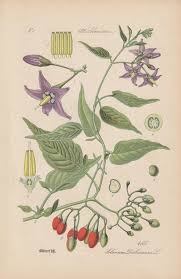 Attēlu rezultāti vaicājumam “Solanum dulcamara”