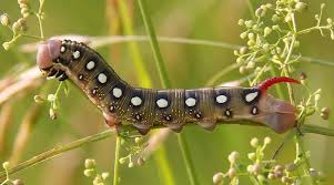 Attēlu rezultāti vaicājumam “Hyles gallii larva”